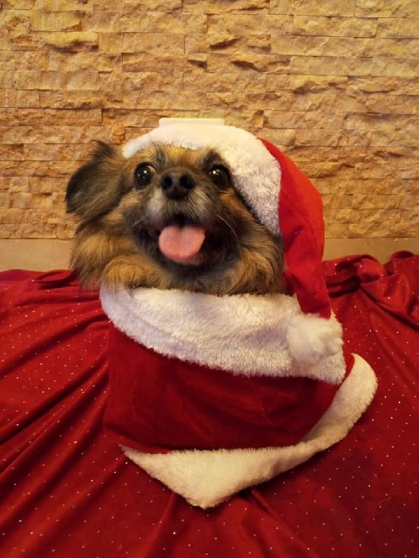 Peggy, un amore di Pechinese Foto 5